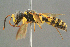  ( - BC-ZSM-HYM-29769-E01)  @15 [ ] CreativeCommons - Attribution Non-Commercial Share-Alike (2018) SNSB, Staatliche Naturwissenschaftliche Sammlungen Bayerns ZSM (SNSB, Zoologische Staatssammlung Muenchen)