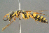  ( - BC-ZSM-HYM-29769-E02)  @13 [ ] CreativeCommons - Attribution Non-Commercial Share-Alike (2018) SNSB, Staatliche Naturwissenschaftliche Sammlungen Bayerns ZSM (SNSB, Zoologische Staatssammlung Muenchen)
