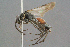  ( - BC-ZSM-HYM-29769-E11)  @11 [ ] CreativeCommons - Attribution Non-Commercial Share-Alike (2018) SNSB, Staatliche Naturwissenschaftliche Sammlungen Bayerns ZSM (SNSB, Zoologische Staatssammlung Muenchen)
