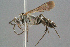  ( - BC-ZSM-HYM-29769-E12)  @11 [ ] CreativeCommons - Attribution Non-Commercial Share-Alike (2018) SNSB, Staatliche Naturwissenschaftliche Sammlungen Bayerns ZSM (SNSB, Zoologische Staatssammlung Muenchen)