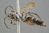  ( - BC-ZSM-HYM-29769-F01)  @11 [ ] CreativeCommons - Attribution Non-Commercial Share-Alike (2018) SNSB, Staatliche Naturwissenschaftliche Sammlungen Bayerns ZSM (SNSB, Zoologische Staatssammlung Muenchen)