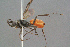  (Tachyagetes aegyptiacus - BC-ZSM-HYM-29769-F02)  @11 [ ] CreativeCommons - Attribution Non-Commercial Share-Alike (2018) SNSB, Staatliche Naturwissenschaftliche Sammlungen Bayerns ZSM (SNSB, Zoologische Staatssammlung Muenchen)