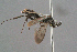  ( - BC-ZSM-HYM-29769-F08)  @11 [ ] CreativeCommons - Attribution Non-Commercial Share-Alike (2018) SNSB, Staatliche Naturwissenschaftliche Sammlungen Bayerns ZSM (SNSB, Zoologische Staatssammlung Muenchen)