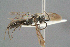 ( - BC-ZSM-HYM-29769-F09)  @14 [ ] CreativeCommons - Attribution Non-Commercial Share-Alike (2018) SNSB, Staatliche Naturwissenschaftliche Sammlungen Bayerns ZSM (SNSB, Zoologische Staatssammlung Muenchen)