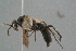  (Entomobora - BC-ZSM-HYM-29769-F12)  @11 [ ] CreativeCommons - Attribution Non-Commercial Share-Alike (2018) SNSB, Staatliche Naturwissenschaftliche Sammlungen Bayerns ZSM (SNSB, Zoologische Staatssammlung Muenchen)