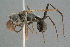 ( - BC-ZSM-HYM-29769-G05)  @14 [ ] CreativeCommons - Attribution Non-Commercial Share-Alike (2018) SNSB, Staatliche Naturwissenschaftliche Sammlungen Bayerns ZSM (SNSB, Zoologische Staatssammlung Muenchen)