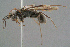  (Pepsini - BC-ZSM-HYM-29769-G06)  @15 [ ] CreativeCommons - Attribution Non-Commercial Share-Alike (2018) SNSB, Staatliche Naturwissenschaftliche Sammlungen Bayerns ZSM (SNSB, Zoologische Staatssammlung Muenchen)