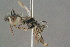  ( - BC-ZSM-HYM-29769-H06)  @11 [ ] CreativeCommons - Attribution Non-Commercial Share-Alike (2018) SNSB, Staatliche Naturwissenschaftliche Sammlungen Bayerns ZSM (SNSB, Zoologische Staatssammlung Muenchen)