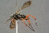  (Episyron coccineipes - BC-ZSM-HYM-29769-H08)  @11 [ ] CreativeCommons - Attribution Non-Commercial Share-Alike (2018) SNSB, Staatliche Naturwissenschaftliche Sammlungen Bayerns ZSM (SNSB, Zoologische Staatssammlung Muenchen)