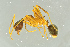  ( - BC-ZSM-HYM-29770-A10)  @13 [ ] CreativeCommons - Attribution Non-Commercial Share-Alike (2018) SNSB, Staatliche Naturwissenschaftliche Sammlungen Bayerns ZSM (SNSB, Zoologische Staatssammlung Muenchen)