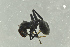  ( - BC-ZSM-HYM-29770-E08)  @13 [ ] CreativeCommons - Attribution Non-Commercial Share-Alike (2018) SNSB, Staatliche Naturwissenschaftliche Sammlungen Bayerns ZSM (SNSB, Zoologische Staatssammlung Muenchen)