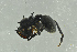  ( - BC-ZSM-HYM-29770-E09)  @13 [ ] CreativeCommons - Attribution Non-Commercial Share-Alike (2018) SNSB, Staatliche Naturwissenschaftliche Sammlungen Bayerns ZSM (SNSB, Zoologische Staatssammlung Muenchen)