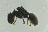  ( - BC-ZSM-HYM-29770-G04)  @13 [ ] CreativeCommons - Attribution Non-Commercial Share-Alike (2018) SNSB, Staatliche Naturwissenschaftliche Sammlungen Bayerns ZSM (SNSB, Zoologische Staatssammlung Muenchen)
