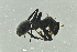 ( - BC-ZSM-HYM-29770-G05)  @14 [ ] CreativeCommons - Attribution Non-Commercial Share-Alike (2018) SNSB, Staatliche Naturwissenschaftliche Sammlungen Bayerns ZSM (SNSB, Zoologische Staatssammlung Muenchen)
