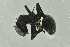  ( - BC-ZSM-HYM-29770-G10)  @13 [ ] CreativeCommons - Attribution Non-Commercial Share-Alike (2018) SNSB, Staatliche Naturwissenschaftliche Sammlungen Bayerns ZSM (SNSB, Zoologische Staatssammlung Muenchen)