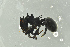 ( - BC-ZSM-HYM-29770-H01)  @14 [ ] CreativeCommons - Attribution Non-Commercial Share-Alike (2018) SNSB, Staatliche Naturwissenschaftliche Sammlungen Bayerns ZSM (SNSB, Zoologische Staatssammlung Muenchen)