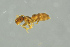  ( - BC-ZSM-HYM-29770-H06)  @13 [ ] CreativeCommons - Attribution Non-Commercial Share-Alike (2018) SNSB, Staatliche Naturwissenschaftliche Sammlungen Bayerns ZSM (SNSB, Zoologische Staatssammlung Muenchen)