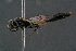  ( - BC-ZSM-HYM-29771-B01)  @11 [ ] CreativeCommons - Attribution Non-Commercial Share-Alike (2018) SNSB, Staatliche Naturwissenschaftliche Sammlungen Bayerns ZSM (SNSB, Zoologische Staatssammlung Muenchen)