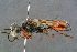  (Sphecini - BC-ZSM-HYM-29771-C09)  @15 [ ] CreativeCommons - Attribution Non-Commercial Share-Alike (2018) SNSB, Staatliche Naturwissenschaftliche Sammlungen Bayerns ZSM (SNSB, Zoologische Staatssammlung Muenchen)