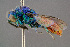  ( - BC-ZSM-HYM-29771-E01)  @13 [ ] CreativeCommons - Attribution Non-Commercial Share-Alike (2018) SNSB, Staatliche Naturwissenschaftliche Sammlungen Bayerns ZSM (SNSB, Zoologische Staatssammlung Muenchen)