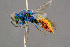  ( - BC-ZSM-HYM-29771-E03)  @13 [ ] CreativeCommons - Attribution Non-Commercial Share-Alike (2018) SNSB, Staatliche Naturwissenschaftliche Sammlungen Bayerns ZSM (SNSB, Zoologische Staatssammlung Muenchen)