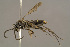  (Episyron capiticrassum - BC-ZSM-HYM-29771-F08)  @15 [ ] CreativeCommons - Attribution Non-Commercial Share-Alike (2018) SNSB, Staatliche Naturwissenschaftliche Sammlungen Bayerns ZSM (SNSB, Zoologische Staatssammlung Muenchen)