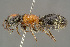  ( - BC-ZSM-HYM-29771-H01)  @15 [ ] CreativeCommons - Attribution Non-Commercial Share-Alike (2018) SNSB, Staatliche Naturwissenschaftliche Sammlungen Bayerns ZSM (SNSB, Zoologische Staatssammlung Muenchen)