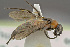  ( - BC-ZSM-HYM-29771-H02)  @11 [ ] CreativeCommons - Attribution Non-Commercial Share-Alike (2018) SNSB, Staatliche Naturwissenschaftliche Sammlungen Bayerns ZSM (SNSB, Zoologische Staatssammlung Muenchen)