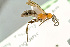  ( - BC-ZSM-HYM-29771-H03)  @11 [ ] CreativeCommons - Attribution Non-Commercial Share-Alike (2018) SNSB, Staatliche Naturwissenschaftliche Sammlungen Bayerns ZSM (SNSB, Zoologische Staatssammlung Muenchen)