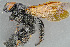 ( - BC-ZSM-HYM-29771-H06)  @13 [ ] CreativeCommons - Attribution Non-Commercial Share-Alike (2018) SNSB, Staatliche Naturwissenschaftliche Sammlungen Bayerns ZSM (SNSB, Zoologische Staatssammlung Muenchen)