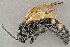  ( - BC-ZSM-HYM-29771-H07)  @13 [ ] CreativeCommons - Attribution Non-Commercial Share-Alike (2018) SNSB, Staatliche Naturwissenschaftliche Sammlungen Bayerns ZSM (SNSB, Zoologische Staatssammlung Muenchen)