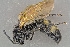  ( - BC-ZSM-HYM-29771-H08)  @13 [ ] CreativeCommons - Attribution Non-Commercial Share-Alike (2018) SNSB, Staatliche Naturwissenschaftliche Sammlungen Bayerns ZSM (SNSB, Zoologische Staatssammlung Muenchen)