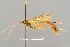  (Aphanistes - BC-ZSM-HYM-29772-A03)  @15 [ ] CreativeCommons - Attribution Non-Commercial Share-Alike (2018) SNSB, Staatliche Naturwissenschaftliche Sammlungen Bayerns ZSM (SNSB, Zoologische Staatssammlung Muenchen)