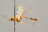  ( - BC-ZSM-HYM-29772-B01)  @11 [ ] CreativeCommons - Attribution Non-Commercial Share-Alike (2018) SNSB, Staatliche Naturwissenschaftliche Sammlungen Bayerns ZSM (SNSB, Zoologische Staatssammlung Muenchen)