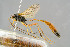  ( - BC-ZSM-HYM-29772-B10)  @13 [ ] CreativeCommons - Attribution Non-Commercial Share-Alike (2018) SNSB, Staatliche Naturwissenschaftliche Sammlungen Bayerns ZSM (SNSB, Zoologische Staatssammlung Muenchen)