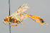  ( - BC-ZSM-HYM-29772-D04)  @11 [ ] CreativeCommons - Attribution Non-Commercial Share-Alike (2018) SNSB, Staatliche Naturwissenschaftliche Sammlungen Bayerns ZSM (SNSB, Zoologische Staatssammlung Muenchen)