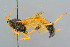 (Therion tarsatum - BC-ZSM-HYM-29772-E01)  @15 [ ] CreativeCommons - Attribution Non-Commercial Share-Alike (2018) SNSB, Staatliche Naturwissenschaftliche Sammlungen Bayerns ZSM (SNSB, Zoologische Staatssammlung Muenchen)