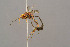  ( - BC-ZSM-HYM-29772-G02)  @11 [ ] CreativeCommons - Attribution Non-Commercial Share-Alike (2018) SNSB, Staatliche Naturwissenschaftliche Sammlungen Bayerns ZSM (SNSB, Zoologische Staatssammlung Muenchen)