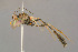  ( - BC-ZSM-HYM-29772-G03)  @11 [ ] CreativeCommons - Attribution Non-Commercial Share-Alike (2018) SNSB, Staatliche Naturwissenschaftliche Sammlungen Bayerns ZSM (SNSB, Zoologische Staatssammlung Muenchen)