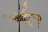  ( - BC-ZSM-HYM-29772-G05)  @11 [ ] CreativeCommons - Attribution Non-Commercial Share-Alike (2018) SNSB, Staatliche Naturwissenschaftliche Sammlungen Bayerns ZSM (SNSB, Zoologische Staatssammlung Muenchen)