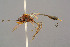  ( - BC-ZSM-HYM-29772-G08)  @11 [ ] CreativeCommons - Attribution Non-Commercial Share-Alike (2018) SNSB, Staatliche Naturwissenschaftliche Sammlungen Bayerns ZSM (SNSB, Zoologische Staatssammlung Muenchen)