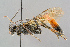  ( - BC-ZSM-HYM-29773-B02)  @11 [ ] CreativeCommons - Attribution Non-Commercial Share-Alike (2018) SNSB, Staatliche Naturwissenschaftliche Sammlungen Bayerns ZSM (SNSB, Zoologische Staatssammlung Muenchen)