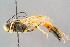  ( - BC-ZSM-HYM-29773-C09)  @11 [ ] CreativeCommons - Attribution Non-Commercial Share-Alike (2018) SNSB, Staatliche Naturwissenschaftliche Sammlungen Bayerns ZSM (SNSB, Zoologische Staatssammlung Muenchen)