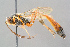  ( - BC-ZSM-HYM-29773-E03)  @11 [ ] CreativeCommons - Attribution Non-Commercial Share-Alike (2018) SNSB, Staatliche Naturwissenschaftliche Sammlungen Bayerns ZSM (SNSB, Zoologische Staatssammlung Muenchen)