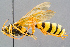  (Aubertiana - BC-ZSM-HYM-29773-E06)  @15 [ ] CreativeCommons - Attribution Non-Commercial Share-Alike (2018) SNSB, Staatliche Naturwissenschaftliche Sammlungen Bayerns ZSM (SNSB, Zoologische Staatssammlung Muenchen)