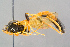  (Therion circumflexum - BC-ZSM-HYM-29773-F07)  @15 [ ] CreativeCommons - Attribution Non-Commercial Share-Alike (2018) SNSB, Staatliche Naturwissenschaftliche Sammlungen Bayerns ZSM (SNSB, Zoologische Staatssammlung Muenchen)
