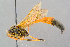  (Therion brevicorne - BC-ZSM-HYM-29773-F09)  @11 [ ] CreativeCommons - Attribution Non-Commercial Share-Alike (2018) SNSB, Staatliche Naturwissenschaftliche Sammlungen Bayerns ZSM (SNSB, Zoologische Staatssammlung Muenchen)