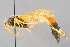  ( - BC-ZSM-HYM-29773-F10)  @11 [ ] CreativeCommons - Attribution Non-Commercial Share-Alike (2018) SNSB, Staatliche Naturwissenschaftliche Sammlungen Bayerns ZSM (SNSB, Zoologische Staatssammlung Muenchen)