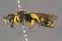  ( - BC-ZSM-HYM-29774-A07)  @15 [ ] CreativeCommons - Attribution Non-Commercial Share-Alike (2018) SNSB, Staatliche Naturwissenschaftliche Sammlungen Bayerns ZSM (SNSB, Zoologische Staatssammlung Muenchen)