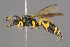  (Ectemnius confinis - BC-ZSM-HYM-29774-A08)  @15 [ ] CreativeCommons - Attribution Non-Commercial Share-Alike (2018) SNSB, Staatliche Naturwissenschaftliche Sammlungen Bayerns ZSM (SNSB, Zoologische Staatssammlung Muenchen)